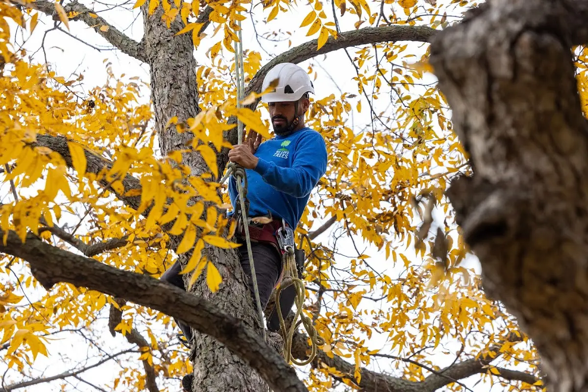 Skilled Tree Pruning crew working in Woodward